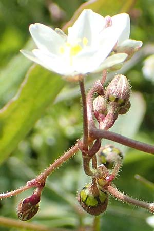 Spergula arvensis \ Acker-Sp�rgel / Corn Spurrey, D Erlenbach am Main 28.4.2016