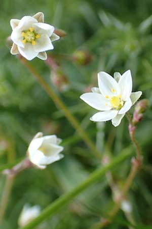 Spergula arvensis \ Acker-Sp�rgel / Corn Spurrey, D Erlenbach am Main 28.4.2016