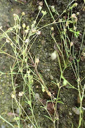 Sagina procumbens \ Niederliegendes Mastkraut / Procumbent Pearlwort, D L&uuml;tzelbach 25.6.2016