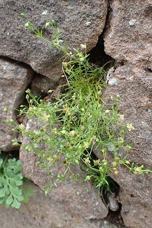 Sagina procumbens \ Niederliegendes Mastkraut / Procumbent Pearlwort, D L&uuml;tzelbach 25.6.2016