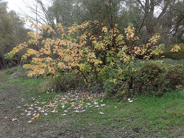Acer saccharinum \ Silber-Ahorn / Silver Maple, D Br&uuml;hl bei/near Mannheim 13.11.2016