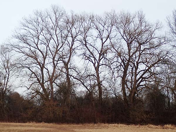 Salix alba \ Silber-Weide / White Willow, D Mannheim 12.2.2017