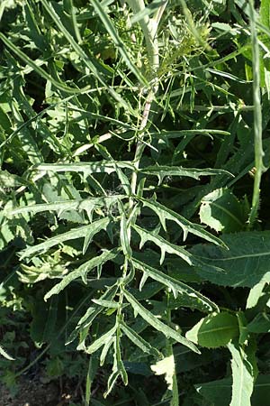 Sisymbrium altissimum \ Riesen-Rauke, Ungarische Rauke, D Hochheim am Main 26.5.2017