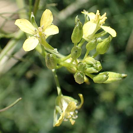 Sisymbrium altissimum \ Riesen-Rauke, Ungarische Rauke, D Hochheim am Main 26.5.2017