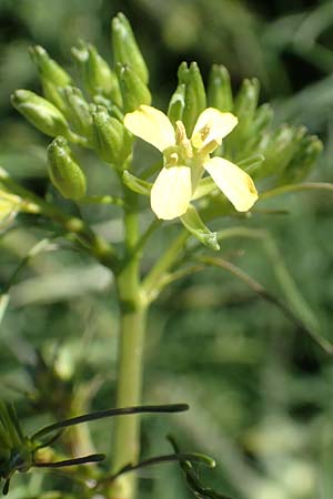 Sisymbrium altissimum \ Riesen-Rauke, Ungarische Rauke, D Hochheim am Main 26.5.2017