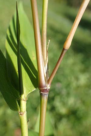 Sasa kurilensis \ Kurilen-Zwerg-Bambus, Riesenblatt-Bambus / Kuril Islands Bamboo, Broad-Leaf Bamboo, D Weinheim an der Bergstra&szlig;e 14.10.2017