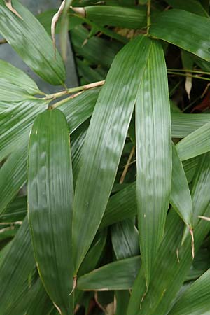 Sasamorpha borealis \ Nordischer Zwerg-Bambus / Boreal Bamboo, D Heidelberg 26.10.2017