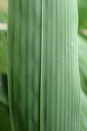 Sasamorpha borealis \ Nordischer Zwerg-Bambus / Boreal Bamboo, D Heidelberg 26.10.2017