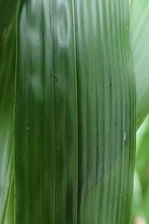 Sasamorpha borealis \ Nordischer Zwerg-Bambus / Boreal Bamboo, D Heidelberg 26.10.2017