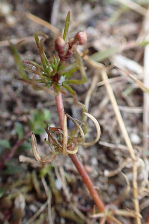 Spergula arvensis \ Acker-Sp�rgel / Corn Spurrey, D St. Leon - Rot 23.3.2018