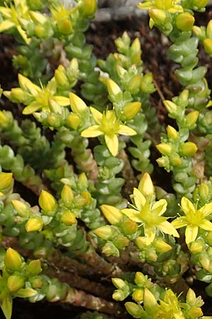 Sedum acre, Biting Moss