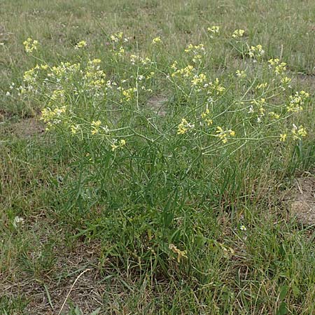 Sisymbrium altissimum \ Riesen-Rauke, Ungarische Rauke, D Waltrop 14.6.2018