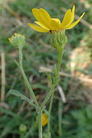 Senecio aquaticus / Marsh Ragwort, D H&ouml;velhof 23.8.2018