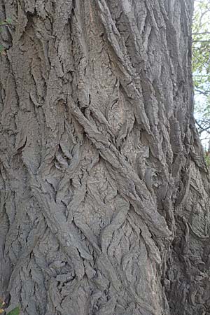 Salix alba \ Silber-Weide / White Willow, D Mannheim 9.9.2018
