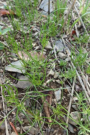 Spergula arvensis \ Acker-Sp�rgel / Corn Spurrey, D Gladenbach 8.10.2018