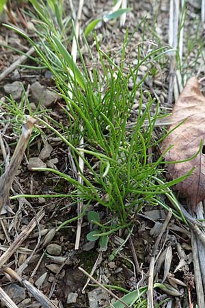Spergula arvensis \ Acker-Sp�rgel / Corn Spurrey, D Gladenbach 8.10.2018