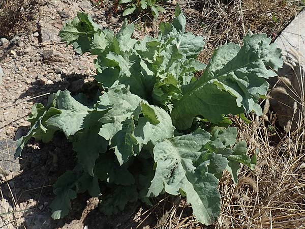 Lactuca sativa \ Kopfsalat, D Mannheim 27.4.2020