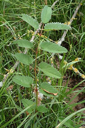 Sanguisorba officinalis \ Gro�er Wiesenknopf / Great Burnet, D Neuleiningen 25.5.2020