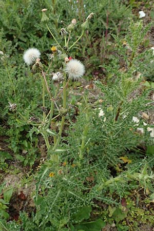 Sonchus asper / Prickly Sow-Thistle, D Aachen 9.6.2020