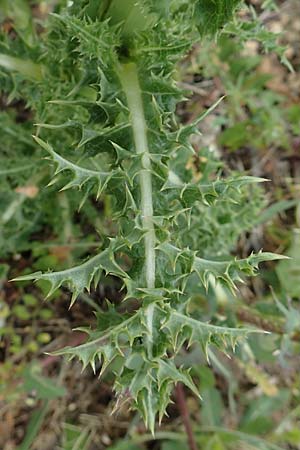 Sonchus asper / Prickly Sow-Thistle, D Aachen 9.6.2020