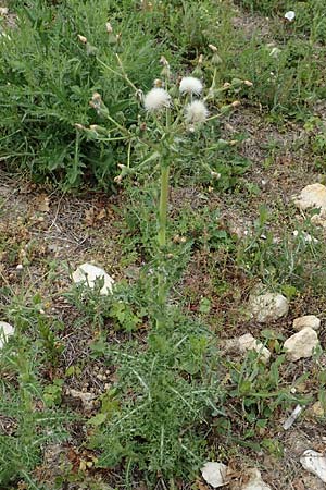 Sonchus asper / Prickly Sow-Thistle, D Aachen 9.6.2020