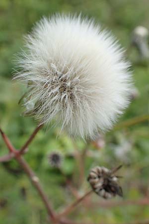 Sonchus asper / Prickly Sow-Thistle, D Aachen 9.6.2020