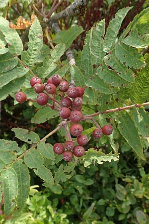Sorbus aucuparia \ Vogelbeere, Eberesche / Rowan, D Schwarzwald/Black-Forest, Hornisgrinde 22.7.2020