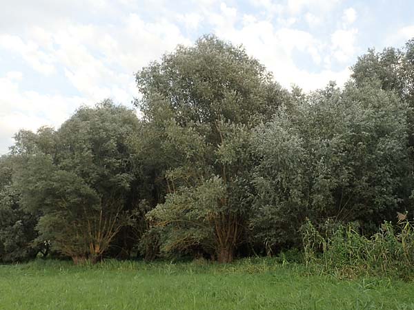 Salix alba \ Silber-Weide / White Willow, D Brandenburg, Havelaue-G&uuml;lpe 16.9.2020