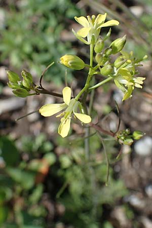 Sisymbrium altissimum \ Riesen-Rauke, Ungarische Rauke, D Mannheim 19.5.2021