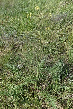 Sisymbrium altissimum \ Riesen-Rauke, Ungarische Rauke, D Gr&uuml;nstadt-Asselheim 28.5.2021