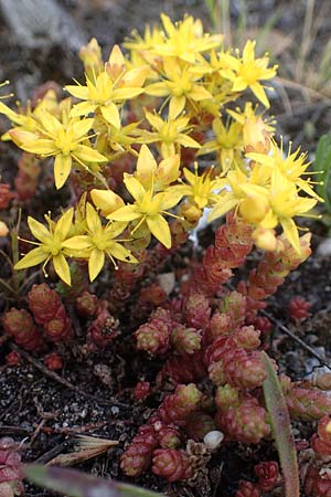 Sedum acre, Biting Stonecrop