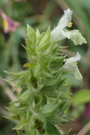 Stachys annua \ Einj�hriger Ziest / Annual Yellow Woundwort, D Gr&uuml;nstadt-Asselheim 6.8.2021