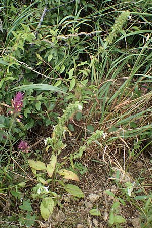 Stachys annua \ Einj�hriger Ziest / Annual Yellow Woundwort, D Gr&uuml;nstadt-Asselheim 6.8.2021