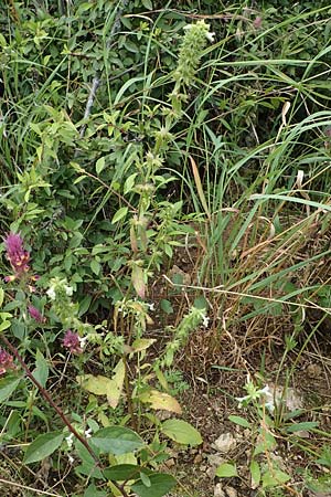 Stachys annua \ Einj�hriger Ziest / Annual Yellow Woundwort, D Gr&uuml;nstadt-Asselheim 6.8.2021