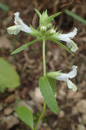 Stachys annua \ Einj�hriger Ziest / Annual Yellow Woundwort, D Gr&uuml;nstadt-Asselheim 6.8.2021