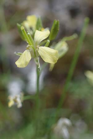 Sisymbrium altissimum \ Riesen-Rauke, Ungarische Rauke, D Neuleiningen 6.8.2021