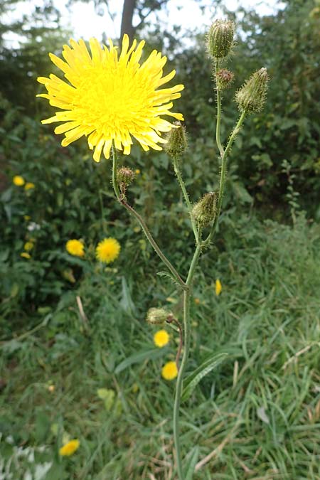 Sonchus arvensis, Acker-G�nsedistel