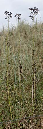 Sonchus arvensis var. maritimus \ Strand-G�nsedistel / Sea Sow-Thistle, D Hohwacht 14.9.2021