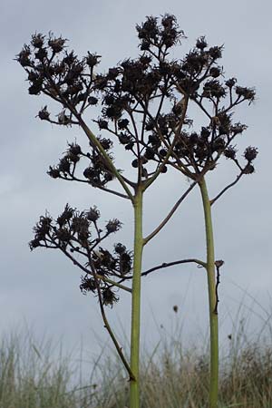 Sonchus arvensis var. maritimus \ Strand-G�nsedistel / Sea Sow-Thistle, D Hohwacht 14.9.2021