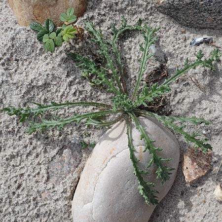 Sonchus arvensis var. maritimus \ Strand-G�nsedistel / Sea Sow-Thistle, D Hohwacht 14.9.2021