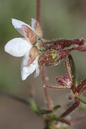 Spergula arvensis \ Acker-Sp�rgel / Corn Spurrey, D Wagh&auml;usel-Kirrlach 9.4.2022