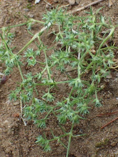 Scleranthus annuus \ Einj�hriges Kn�uelkraut / Annual Knawel, D Erlenbach am Main 28.5.2022