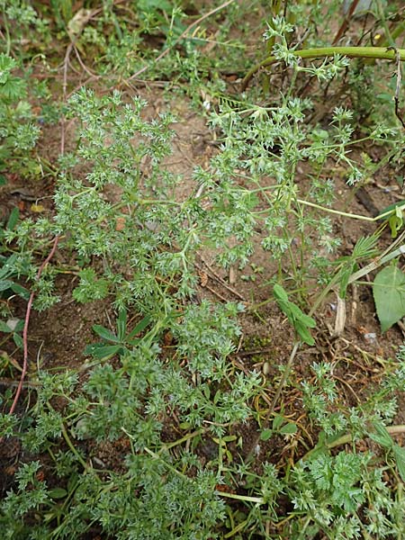 Scleranthus annuus \ Einj�hriges Kn�uelkraut / Annual Knawel, D Erlenbach am Main 28.5.2022