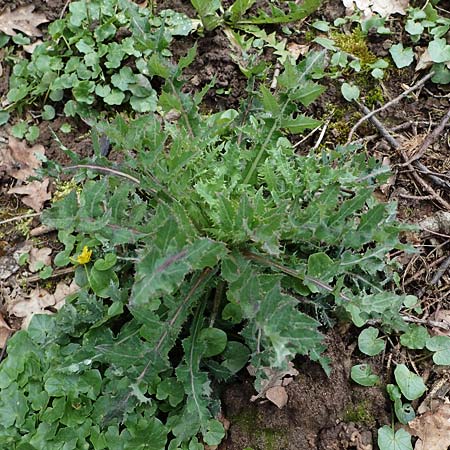 Sonchus asper / Prickly Sow-Thistle, D Michelstadt-Steinbach 8.4.2023