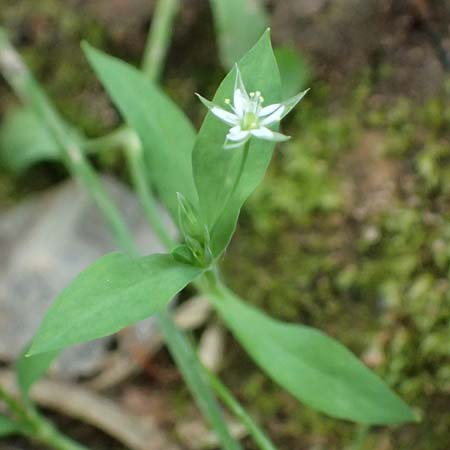 Stellaria alsine \ Quell-Sternmiere / Bog Stitchwort, D Bad K&ouml;nig 20.7.2024