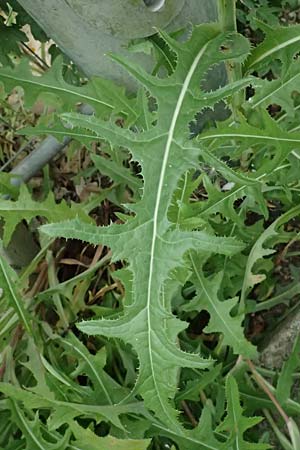 Sonchus arvensis \ Acker-G�nsedistel / Perennial Sow-Thistle, Common Field Sow-Thistle, D Weinheim an der Bergstra&szlig;e 21.7.2024