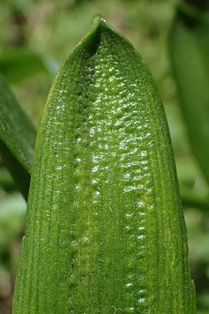 Scilla amoena \ Sch�ner Blaustern / Star Squill, D Heilbronn-Kirchhausen 7.4.2025