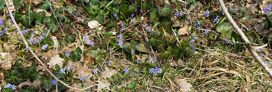 Scilla bifolia \ Zweibl�ttriger Blaustern / Alpine Squill, D Ludwigshafen 8.3.2021