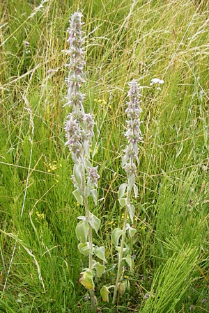 Stachys byzantina \ Woll-Ziest, Eselsohr / Lamb's Ear, D Gerolzhofen-Sulzheim 18.7.2015