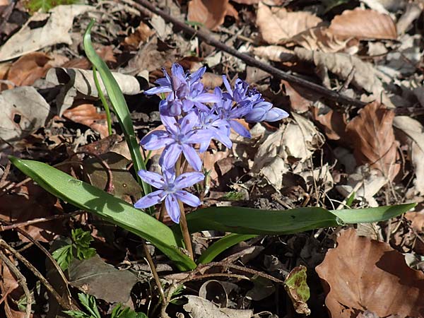 Scilla bifolia \ Zweibl�ttriger Blaustern / Alpine Squill, D Mannheim 11.3.2017